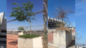 Comment prévenir le besoin de remplacer des arbres et arbustes morts ?