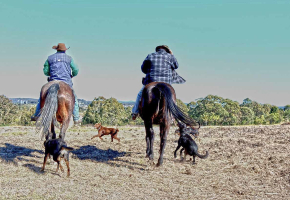 A swamp. Some dollars. &amp; wild cattle.