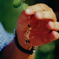 ¿Compiten las raíces de las plantas con nuestros polímeros hidroabsorbentes por la misma agua?