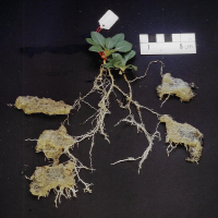 Are plant roots competing with our hydro absorbant polymers for the same water?