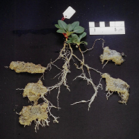 ¿Compiten las raíces de las plantas con nuestros polímeros hidroabsorbentes por la misma agua?