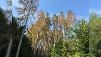 Hoe inboet van bomen, heesters en vaste planten beperken?