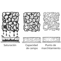 ¿Cuanto mayor sea la capacidad de retención de agua de un acondicionador de suelo, más agua estará disponible para la planta?