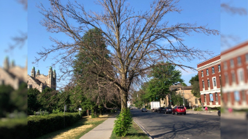 How to prevent the need to replace dead trees, shurbs and plants?