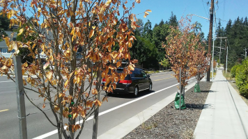 Comment prévenir le besoin de remplacer des arbres et arbustes morts ?