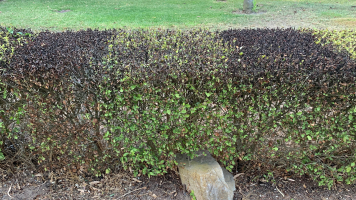 Hoe inboet van bomen, heesters en vaste planten beperken?