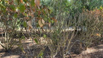 Hoe inboet van bomen, heesters en vaste planten beperken?