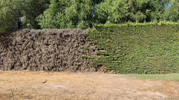 Hoe inboet van bomen, heesters en vaste planten beperken?