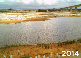 Environmental reforestation with TerraCottem Universal at Christies Beach, Noarlunga Downs, SA, Australia – a decommissioned coal plant is integrated in the existing coastal wetlands – all 187,000 local provenance plants were planted with TerraCottem Universal (2014, few months after planting).