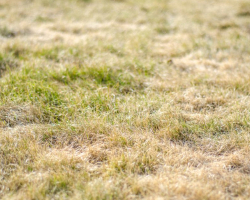 Hoe maak je een tuin bestendig tegen hete zomers?