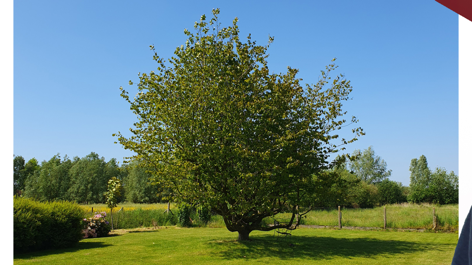 trees-with-character-the-story-behind-the-monumental-parrotia-persica
